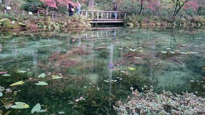 モネの池　