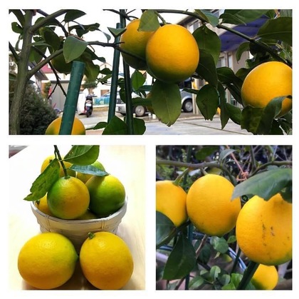 レモン収穫しました